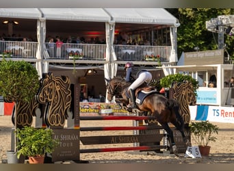 Pony tedesco, Giumenta, 11 Anni, 146 cm, Baio