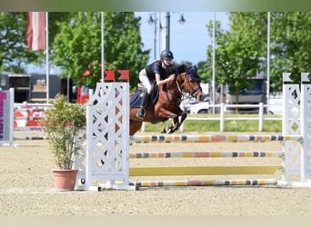 Pony tedesco, Giumenta, 11 Anni, 147 cm, Baio