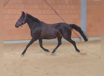 Pony tedesco, Giumenta, 11 Anni, 147 cm, Morello