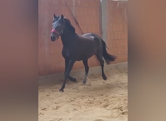 Pony tedesco, Giumenta, 11 Anni, 147 cm, Morello