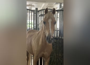 Pony tedesco, Giumenta, 11 Anni, 147 cm, Palomino