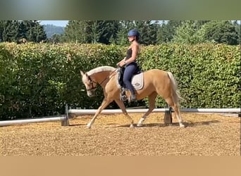 Pony tedesco, Giumenta, 11 Anni, 147 cm, Palomino