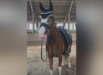 Pony tedesco, Giumenta, 11 Anni, 147 cm, Sauro