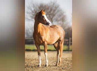 Pony tedesco, Giumenta, 11 Anni, 147 cm, Sauro