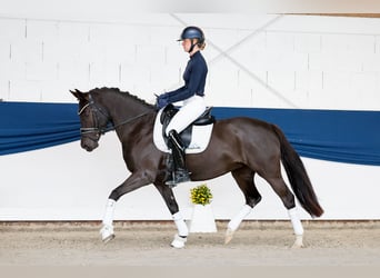 Pony tedesco, Giumenta, 11 Anni, 148 cm, Baio nero