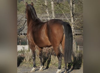 Pony tedesco, Giumenta, 11 Anni, 152 cm, Baio scuro