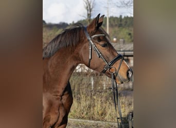 Pony tedesco, Giumenta, 11 Anni, 152 cm, Baio scuro