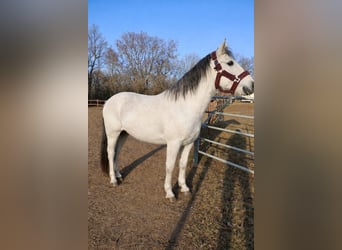 Pony tedesco, Giumenta, 11 Anni, 152 cm