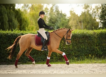 Pony tedesco, Giumenta, 11 Anni, 153 cm, Sauro