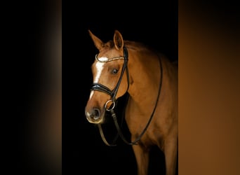 Pony tedesco, Giumenta, 11 Anni, 153 cm, Sauro