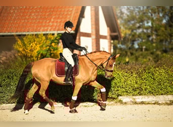 Pony tedesco, Giumenta, 11 Anni, 153 cm, Sauro