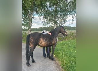 Pony tedesco, Giumenta, 12 Anni, 135 cm, Baio scuro