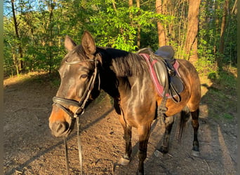 Pony tedesco, Giumenta, 12 Anni, 135 cm, Baio scuro