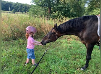 Pony tedesco, Giumenta, 12 Anni, 135 cm, Baio scuro