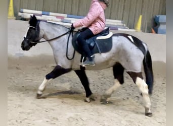 Pony tedesco Mix, Giumenta, 12 Anni, 140 cm, Roano blu