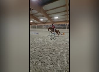 Pony tedesco, Giumenta, 12 Anni, 143 cm, Sauro