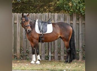 Pony tedesco Mix, Giumenta, 12 Anni, 145 cm, Baio