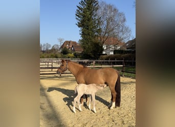 Pony tedesco, Giumenta, 12 Anni, 147 cm, Red dun