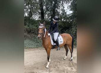 Pony tedesco, Giumenta, 12 Anni, 148 cm, Baio