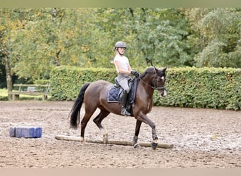 Pony tedesco, Giumenta, 12 Anni, 148 cm, Baio scuro