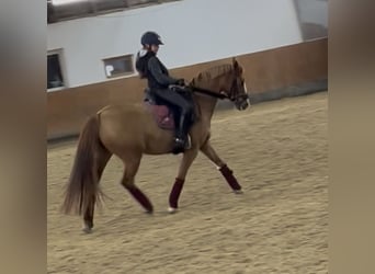 Pony tedesco, Giumenta, 12 Anni, 148 cm, Sauro