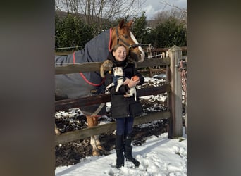 Pony tedesco, Giumenta, 12 Anni, 148 cm, Sauro