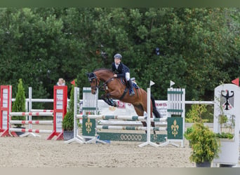 Pony tedesco, Giumenta, 12 Anni, 149 cm, Baio