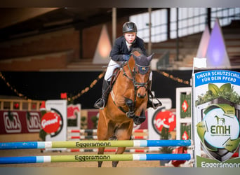 Pony tedesco, Giumenta, 12 Anni, 149 cm, Baio