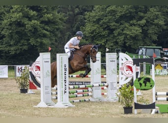 Pony tedesco, Giumenta, 12 Anni, 149 cm, Baio