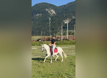 Pony tedesco, Giumenta, 13 Anni, 120 cm, Grigio
