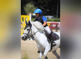 Pony tedesco, Giumenta, 13 Anni, 127 cm, Grigio