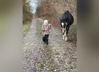 Pony tedesco, Giumenta, 13 Anni, 142 cm, Baio scuro