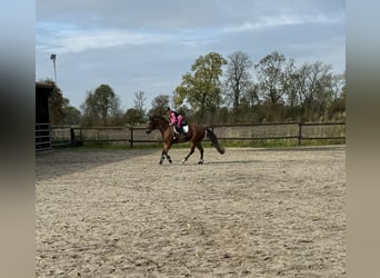 Pony tedesco, Giumenta, 13 Anni, 143 cm, Baio