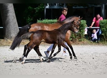 Pony tedesco, Giumenta, 13 Anni, 146 cm, Baio