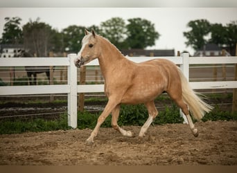 Pony tedesco, Giumenta, 13 Anni, 147 cm, Palomino