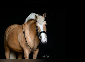 Pony tedesco, Giumenta, 13 Anni, 147 cm, Palomino