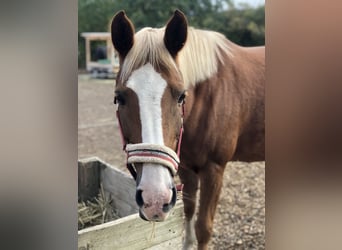 Pony tedesco Mix, Giumenta, 13 Anni, 147 cm, Sauro