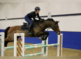 Pony tedesco, Giumenta, 13 Anni, 148 cm, Baio