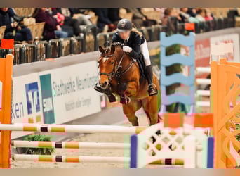 Pony tedesco, Giumenta, 13 Anni, 148 cm, Baio