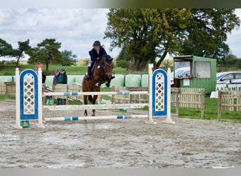 Pony tedesco, Giumenta, 13 Anni, 148 cm, Baio