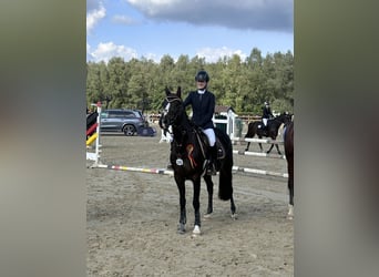 Pony tedesco, Giumenta, 13 Anni, 148 cm, Baio nero