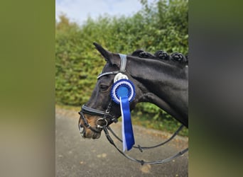 Pony tedesco, Giumenta, 13 Anni, 148 cm, Baio scuro