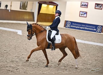 Pony tedesco, Giumenta, 13 Anni, 148 cm, Sauro