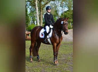 Pony tedesco, Giumenta, 13 Anni, 148 cm, Sauro scuro