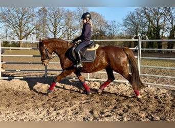 Pony tedesco, Giumenta, 13 Anni, 155 cm, Sauro scuro
