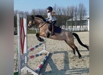 Pony tedesco, Giumenta, 14 Anni, 137 cm, Falbo