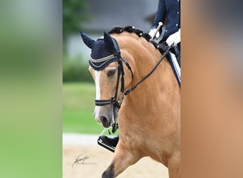 Pony tedesco, Giumenta, 14 Anni, 137 cm, Falbo
