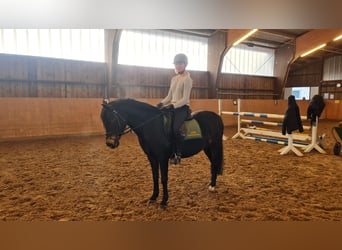 Pony tedesco, Giumenta, 14 Anni, 140 cm, Baio scuro