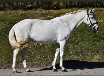 Pony tedesco, Giumenta, 14 Anni, 140 cm, Grigio