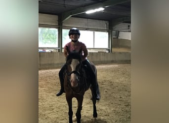 Pony tedesco, Giumenta, 14 Anni, 142 cm, Baio